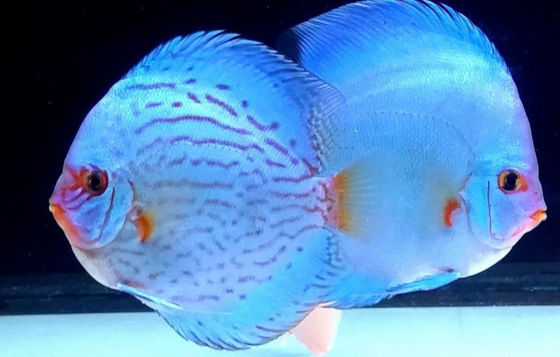Discus ruderatus