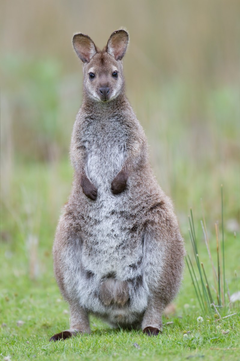 Карликовое кенгуру (55 фото)