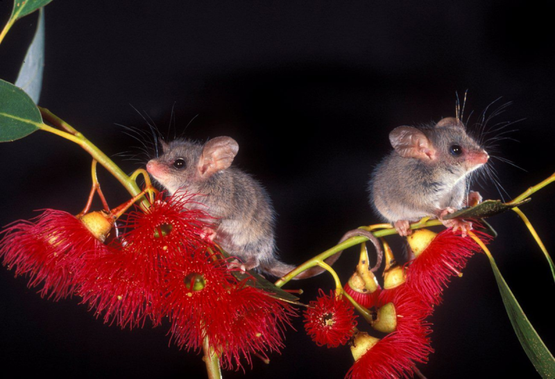 Tarsipes rostratus