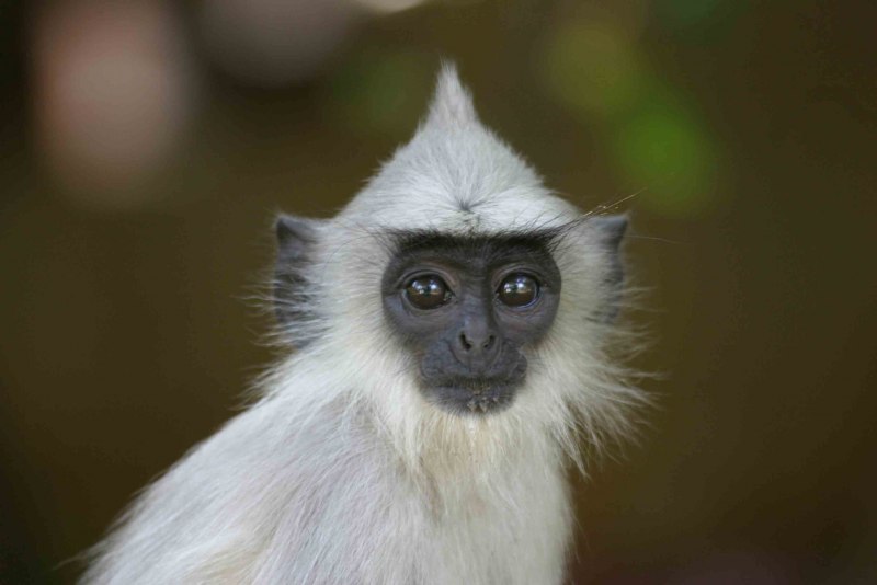 Semnopithecus ENTELLUS