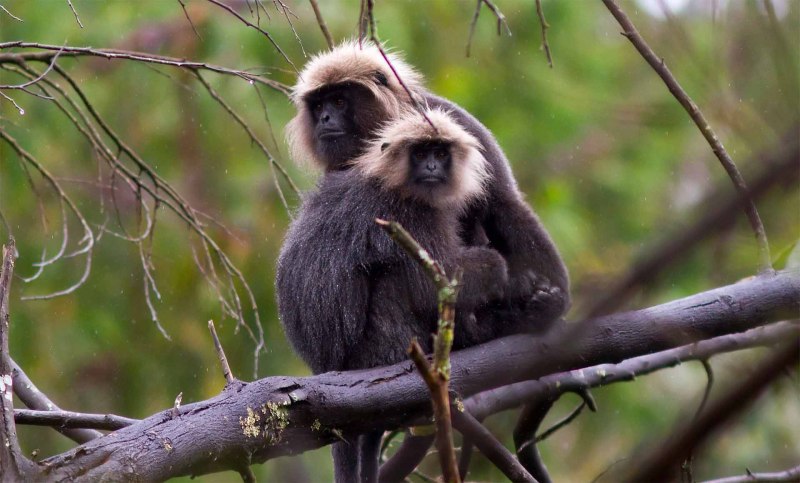 Semnopithecus dussumieri