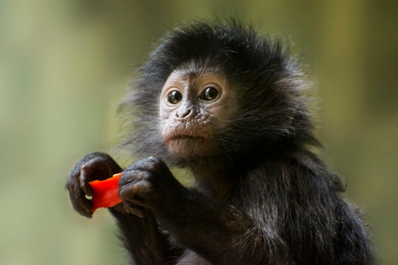 Semnopithecus dussumieri