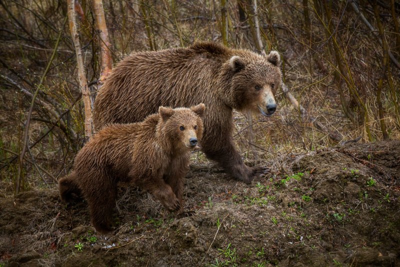 Медвежонок Амурская область