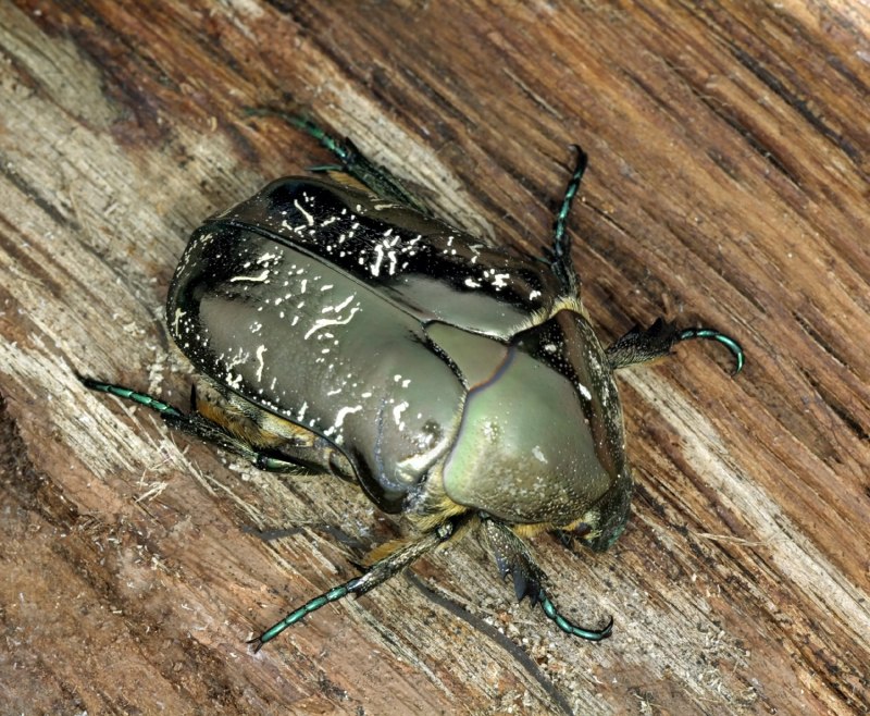 Жук Protaetia (Liocola) Marmorata