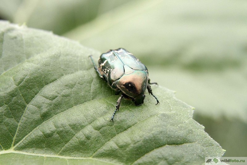 Жук Protaetia (Liocola) Marmorata