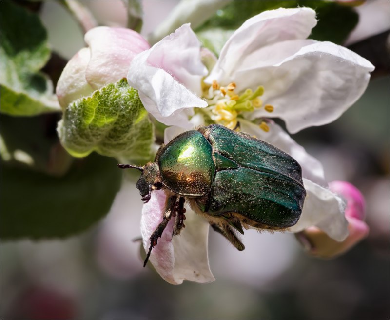 Protaetia lugubris