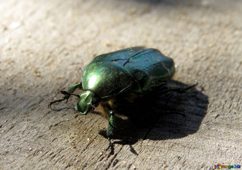 Protaetia Morio