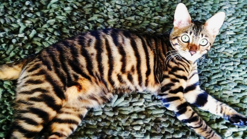 Бенгальская кошка