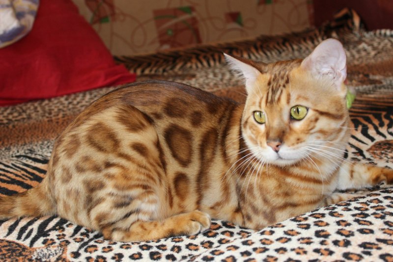 Бенгальская короткошерстная