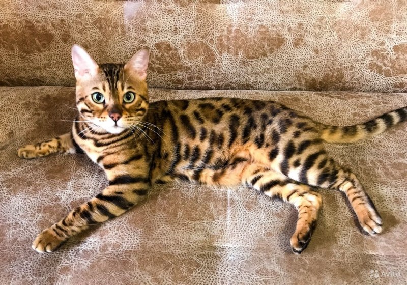 Кот бенгал котенок