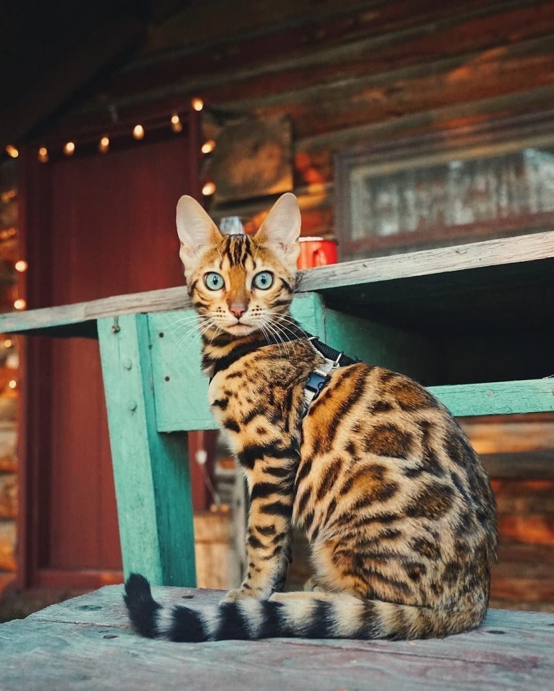 Бенгальская кошка домашняя