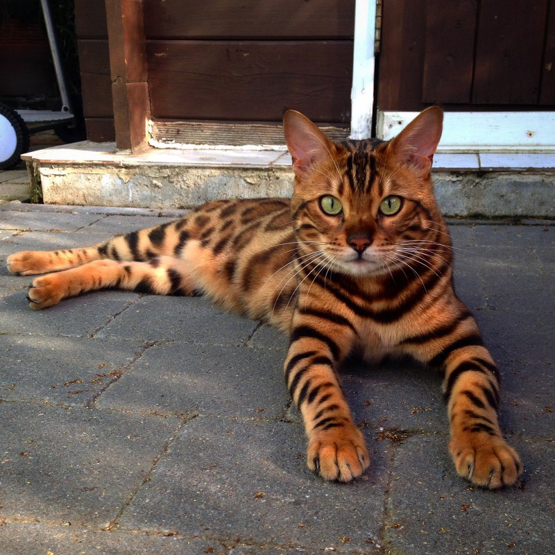 Рыжий бенгальский кот