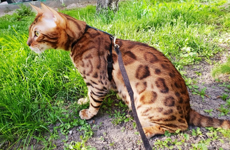Бенгальская кошка