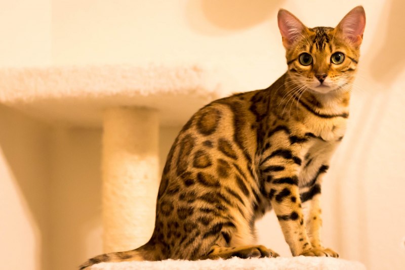 Бенгальская кошка
