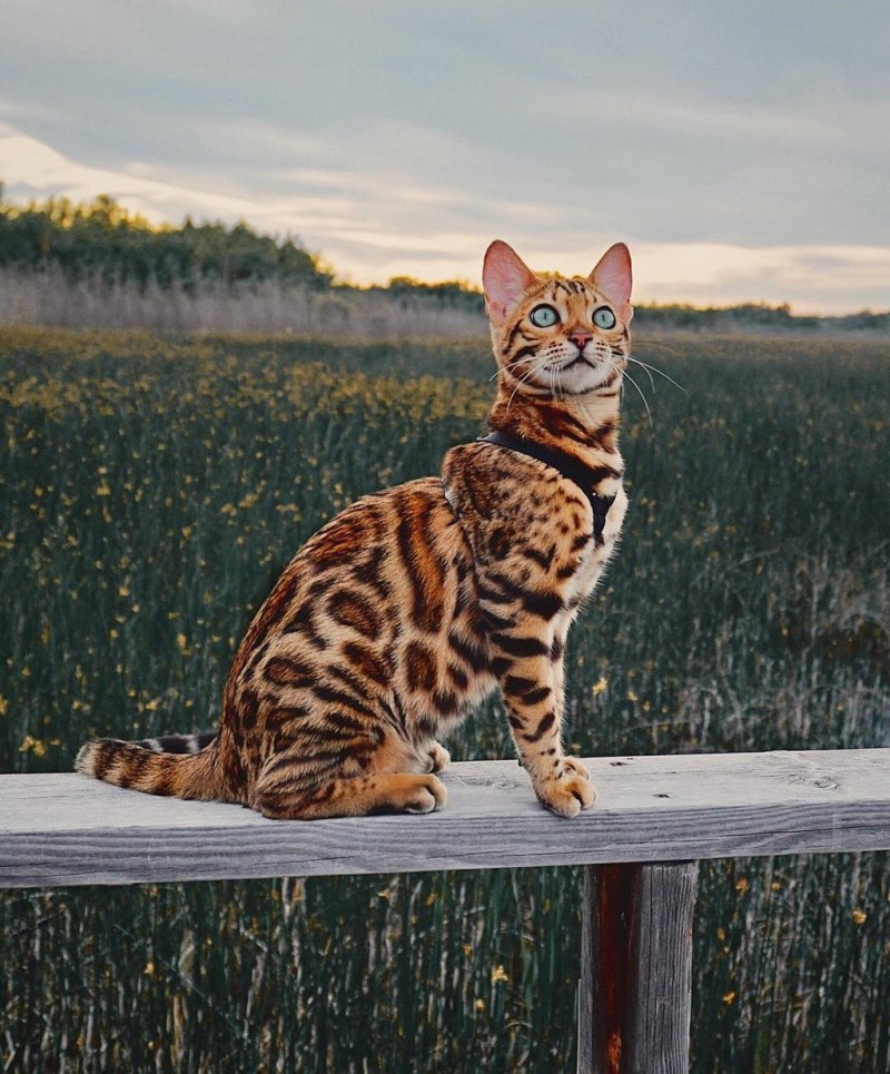 Бенгальская кошка