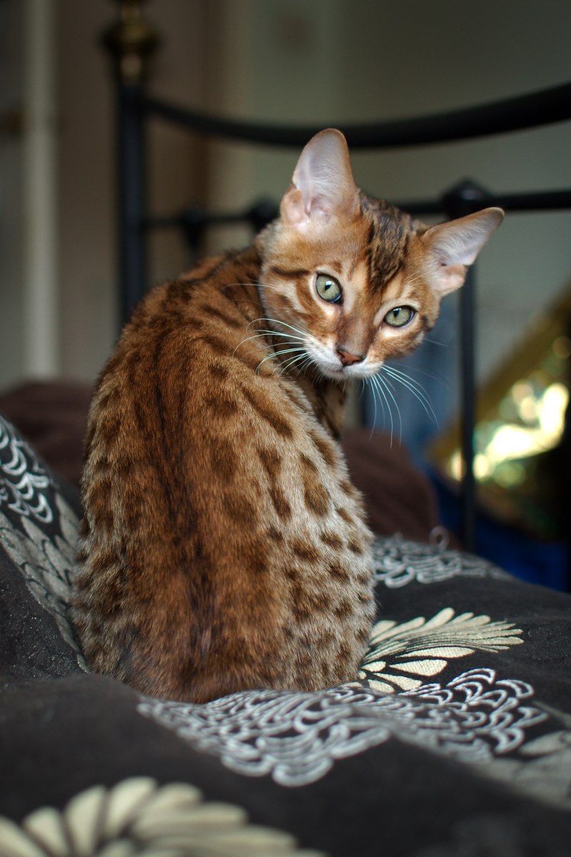 Бенгальская кошка