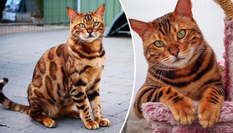 Бенгальская кошка