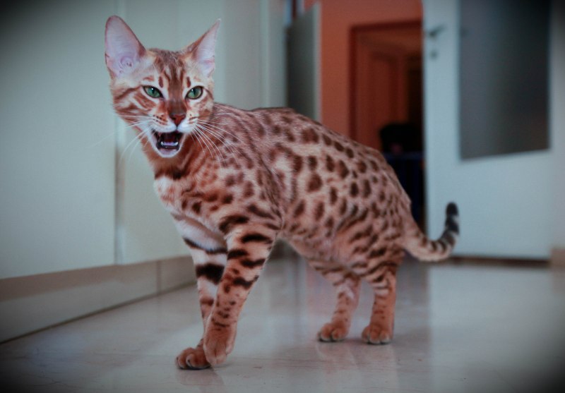 Тайгер бенгальский кот