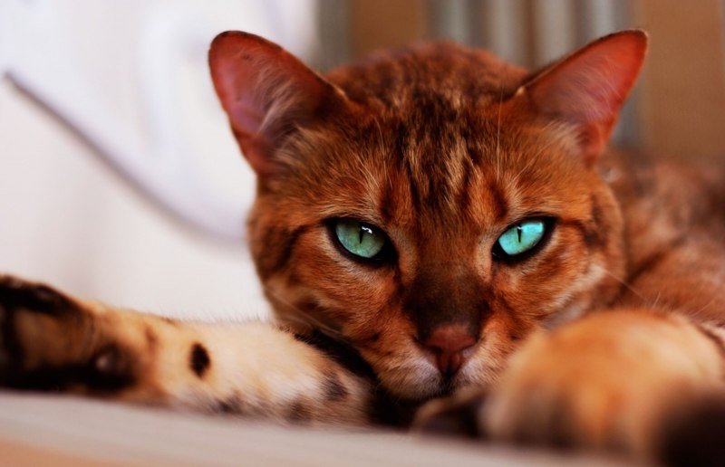 Кошка рыжий бенгал