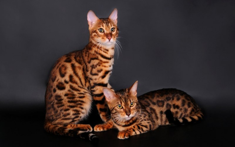 Бенгальская кошка черная