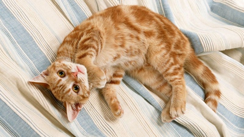 Коты породы бенгал
