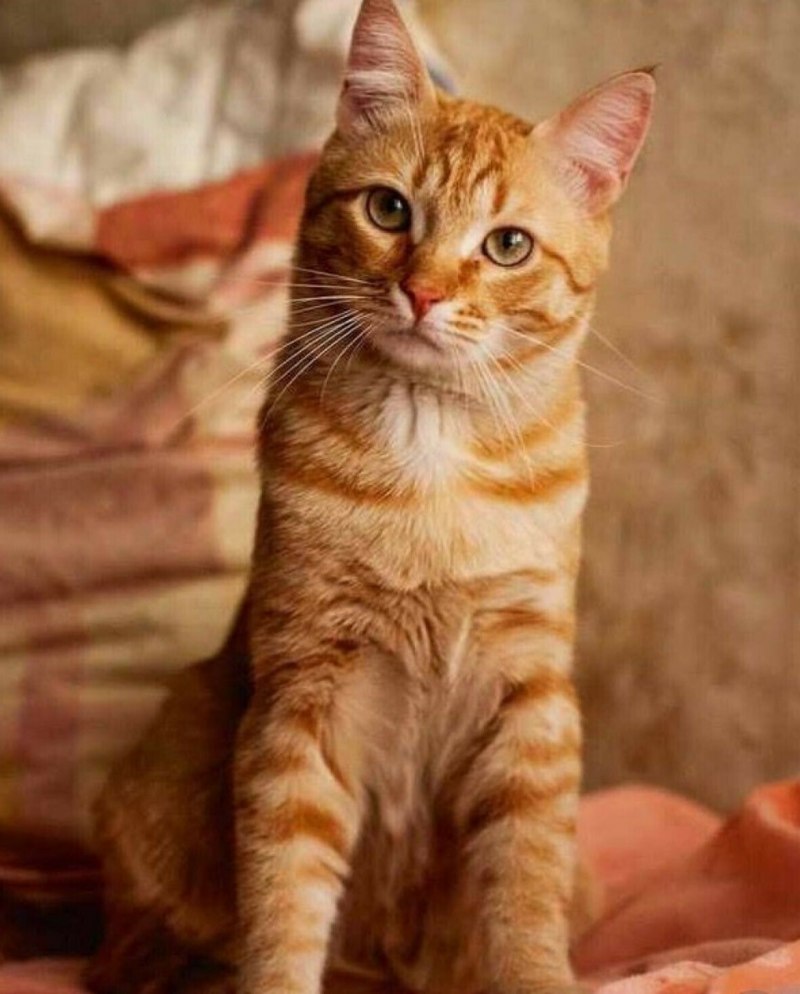 Бенгальская леопардовая кошка