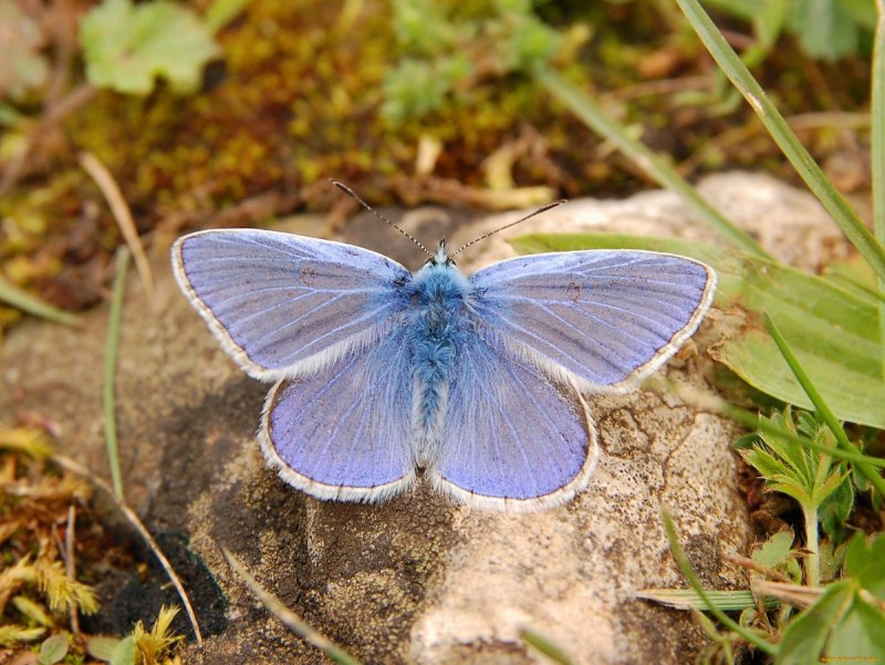 Икар бабочка (67 фото)