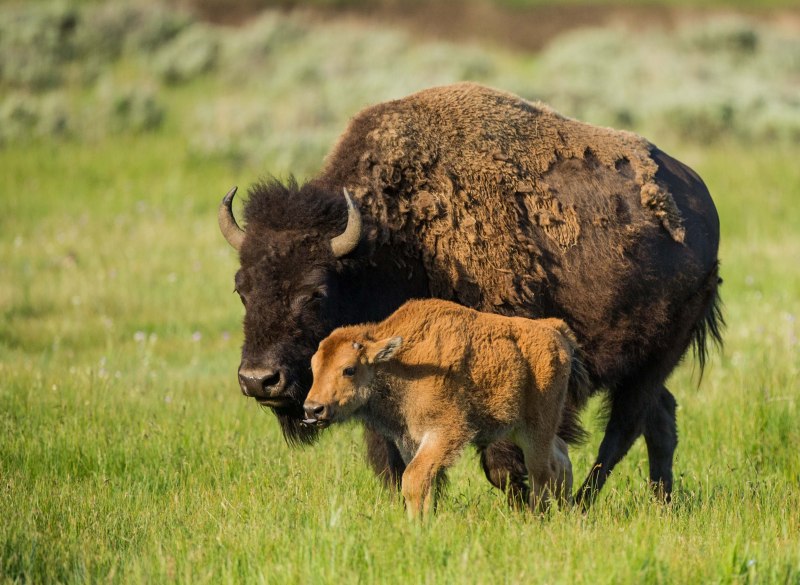 Бизон (Bison Bison)