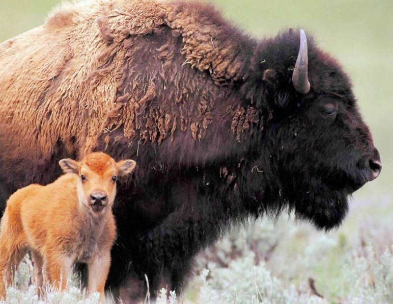Бизон (Bison Bison)