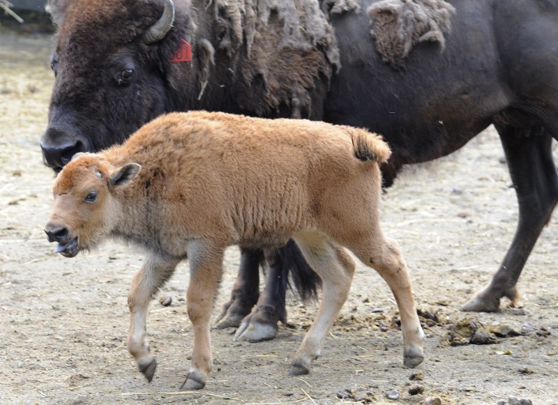 Bison Calf