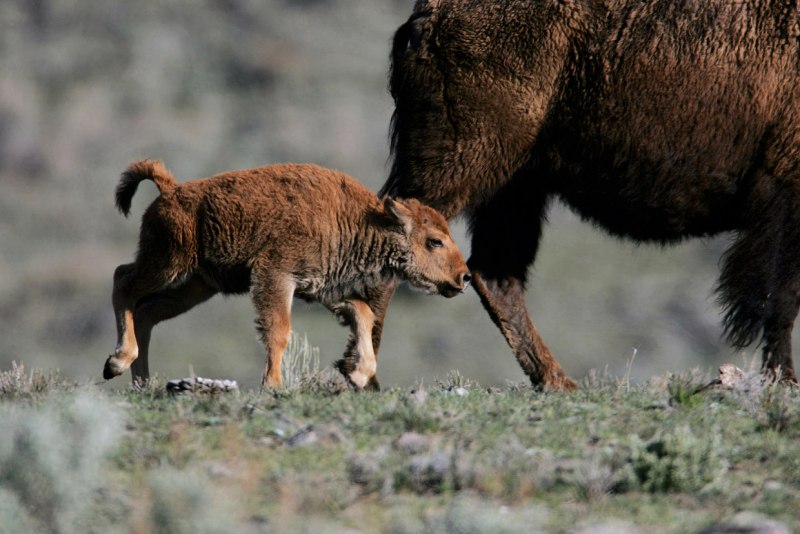 Bison Calf