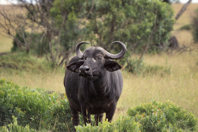 Buffalo Buffalo Buffalo Buffalo Buffalo Buffalo Buffalo Buffalo