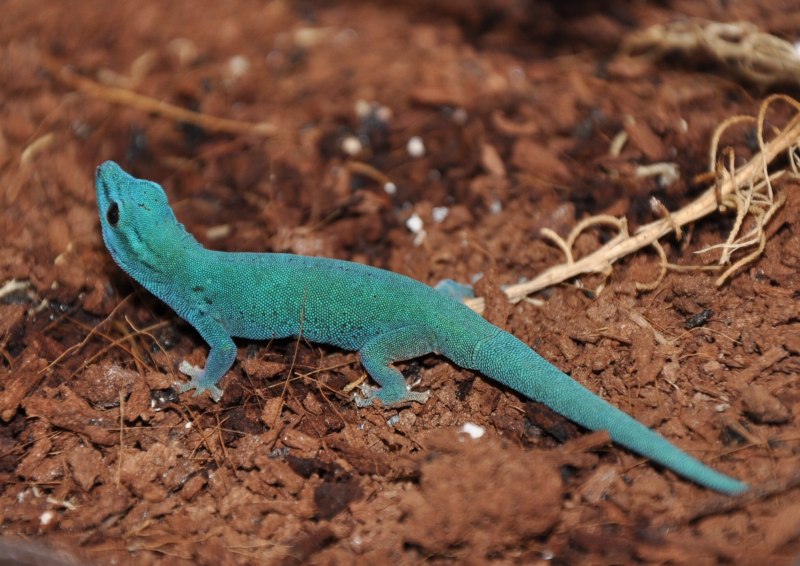 Lygodactylus conraui