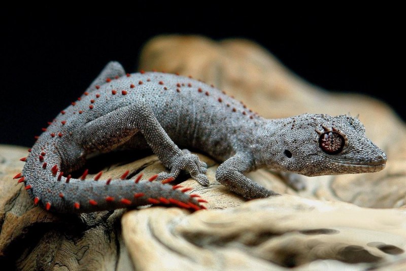 Strophurus wellingtonae