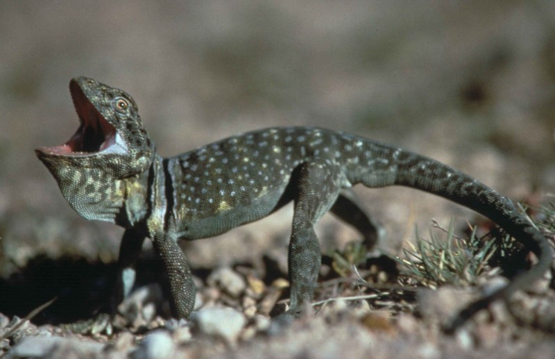 Ящерицы (Crotaphytus collaris