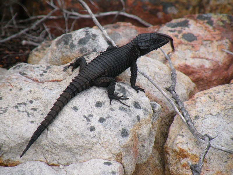 Cordylus Cordylus