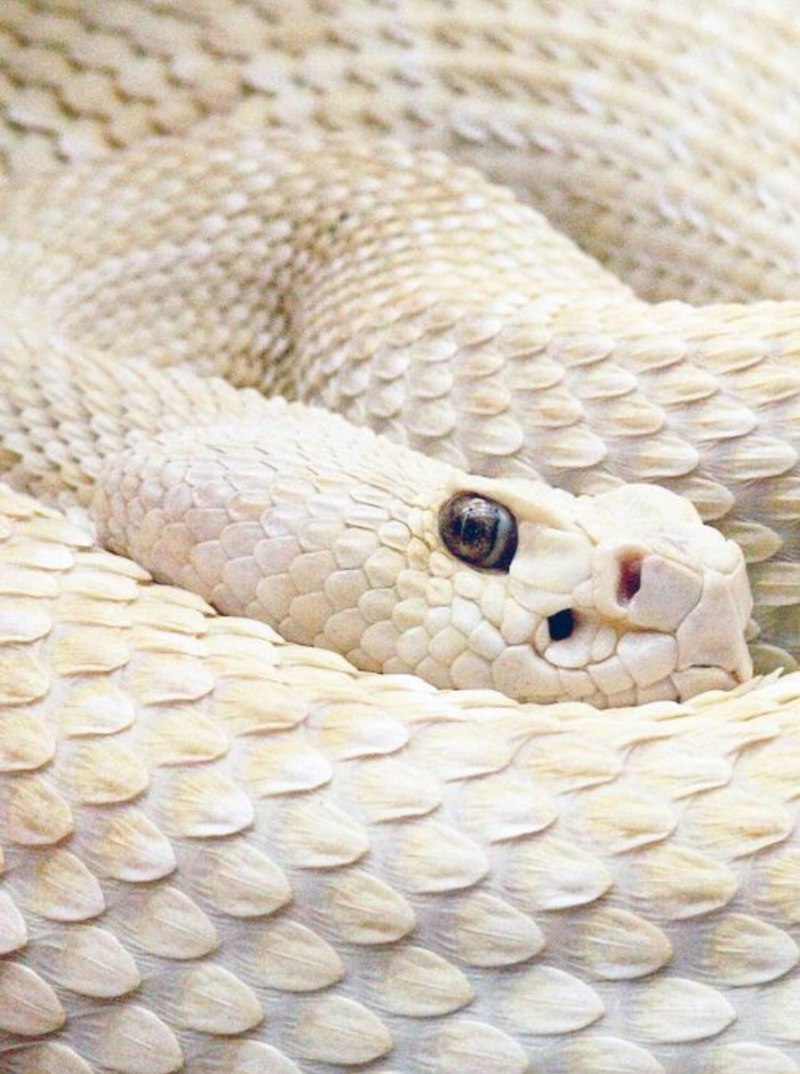 Королевская змея Калифорнийская Albino