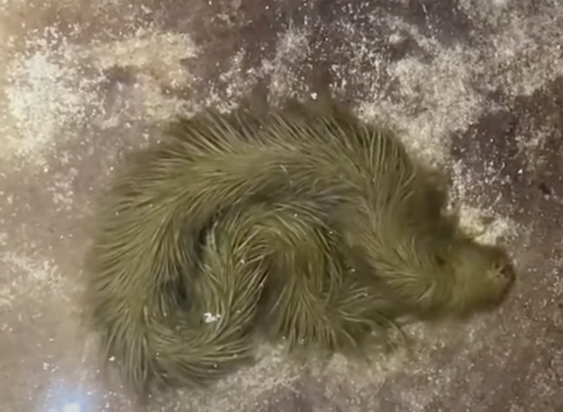 Кустарниковая гадюка (Atheris