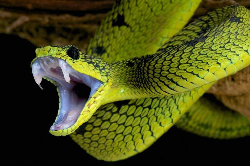 Кустарниковая гадюка (Atheris
