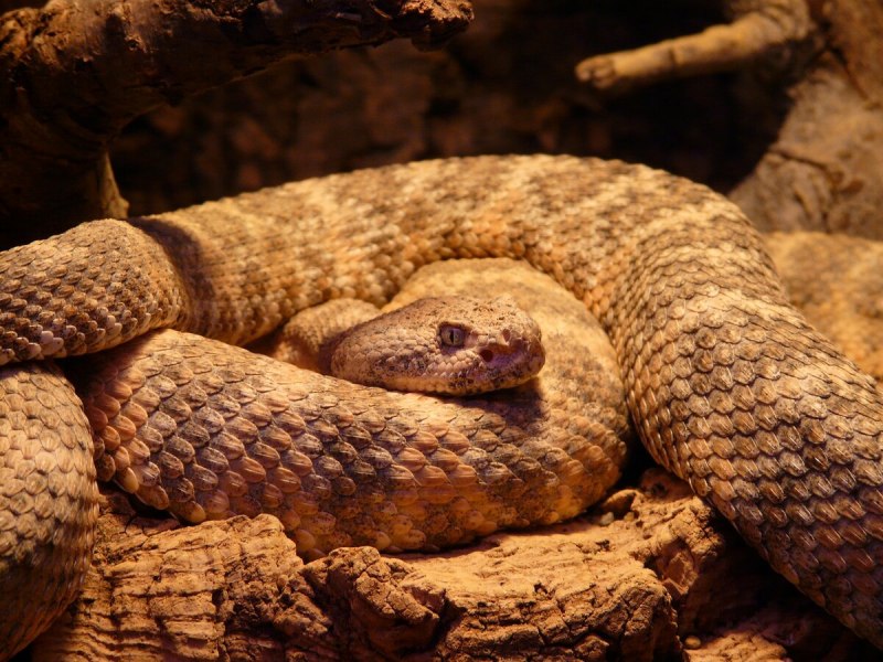 Королевская Калифорнийская альбинос