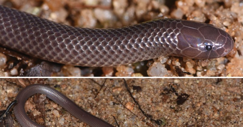 Гюрза Vipera lebetina