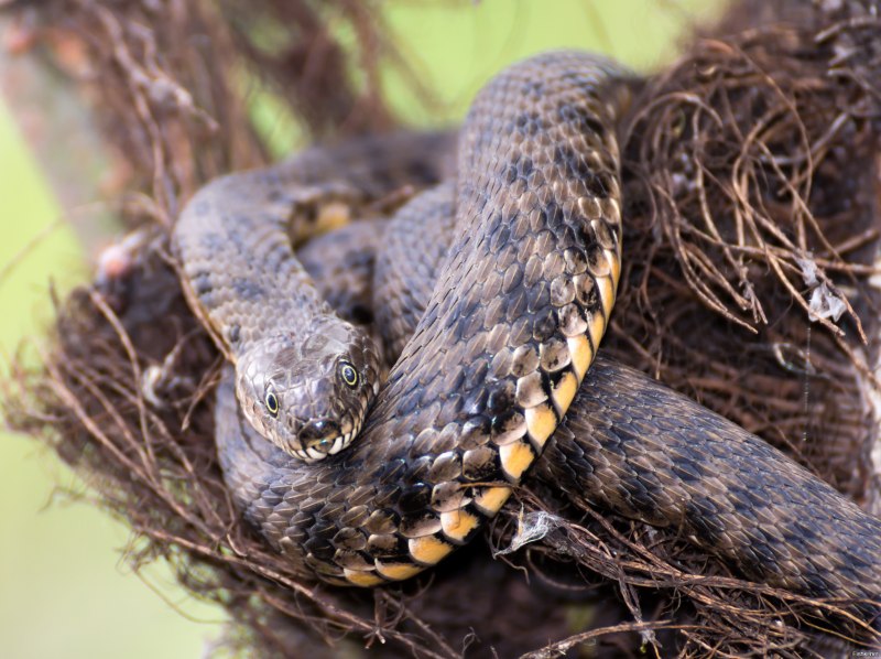 Кустарниковая гадюка (Atheris