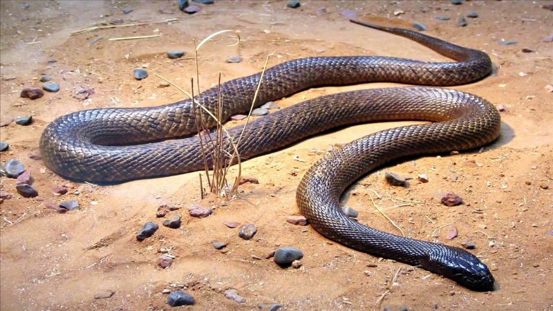 Лучистая змея Xenopeltis Unicolor