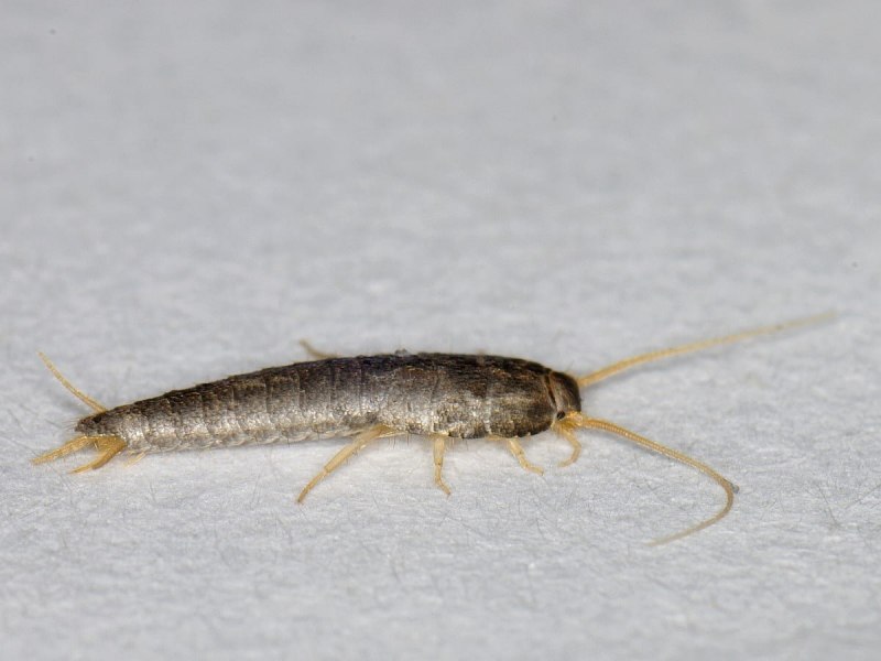 Водяной паук Argyroneta Aquatica