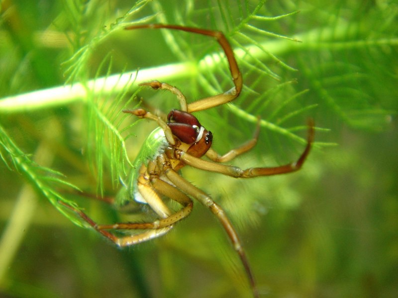 Coleoptera красный Жук