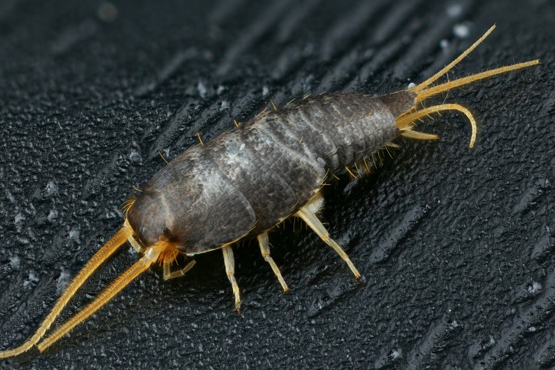 Lepisma saccharina