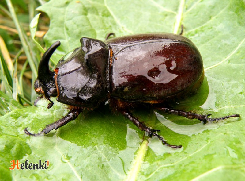 Семейство Osmylidae