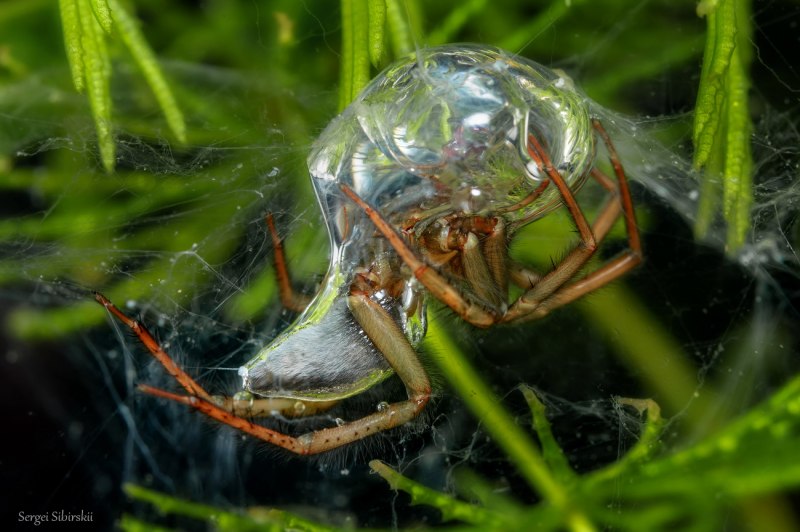 Водяной паук Argyroneta Aquatica
