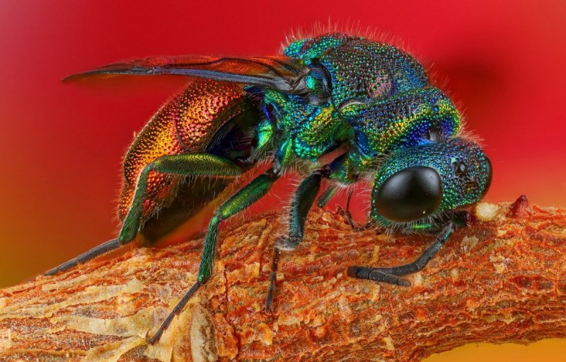Чешуйница (lepisma saccharina)