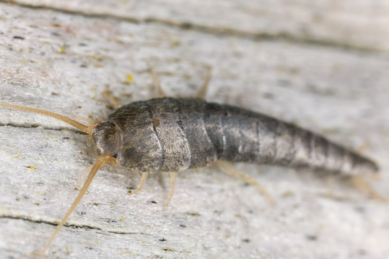 Чешуйница (lepisma saccharina)
